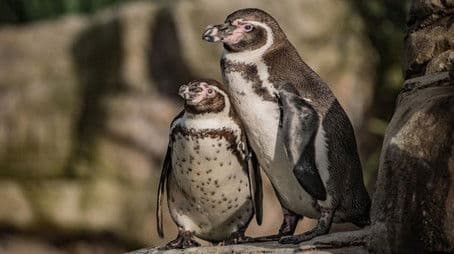 Penguin House Hunters