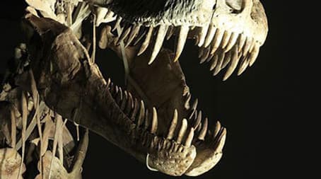 Dinosaurs: The Hunt for Life