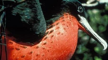 Islands of the Vampire Birds