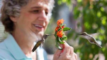 Hummingbirds of Hollywood