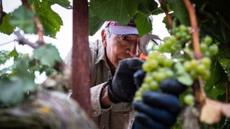 Harvest Season; The Seed Saver