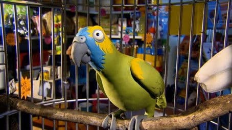 Communication, Feeding Time, Parrot Tongue Twister