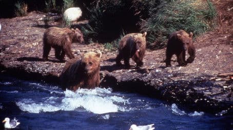 Showdown at Grizzly River