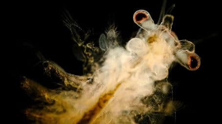 The Dark History of Sea Monkeys