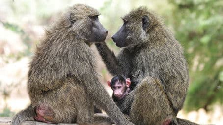 Inside the Animal Mind Part Three: Animal Consciousness