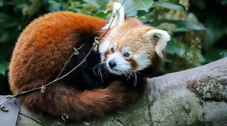 Giraffe and Red Panda