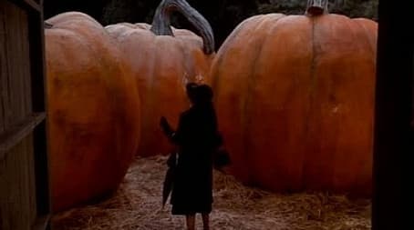 The Pumpkin Competition