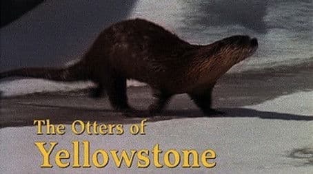 The Otters of Yellowstone