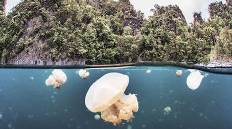 Paradise in Peril: Part 1