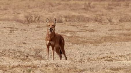 If I Were an Ethiopian Wolf