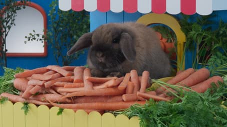 Carrots, Carrots Everywhere