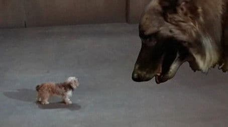 Every Dog Needs a Boy