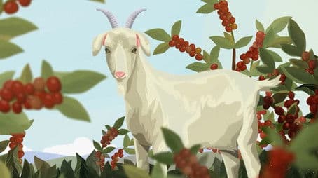 Why Does Caffeine Exist?