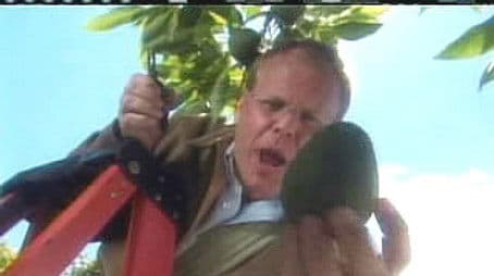 Curious Yet Tasty Avocado Experiment