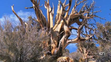 Methuselah Tree
