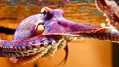 The Octopus in My House