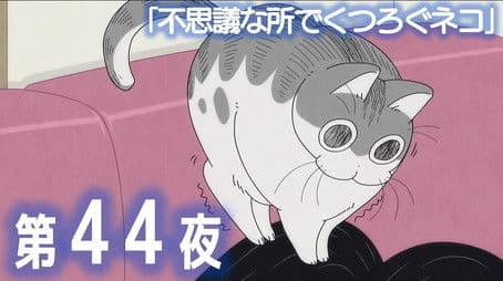 Night 44: A Cat Resting in a Strange Spot