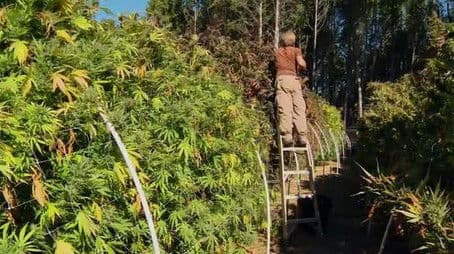 The Pot Republic / Doctor Hotspot / The Atomic Artists