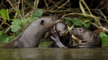 Giant Otters of the Amazon