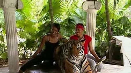 Gorilla? Gorilla? Gorilla?