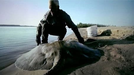 Killer Sharks And Rays