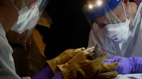 Creatures of Contagion