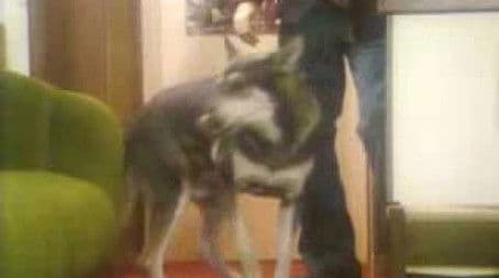 The Million Dollar Fur Heist