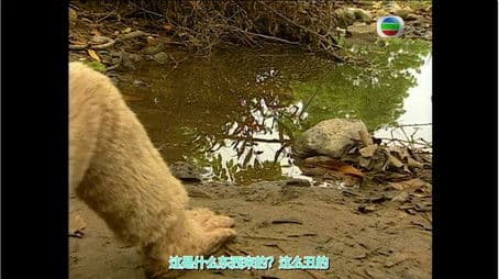 The Stone Monkey Breaks Free from the Rock