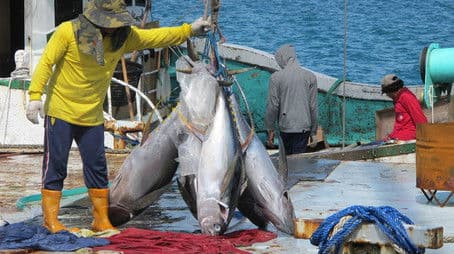 Palau - Take A Long Line