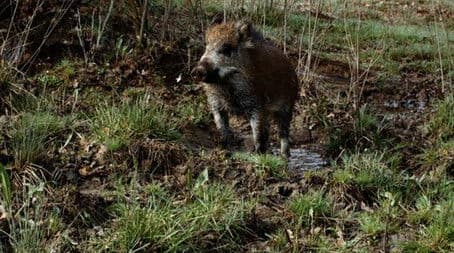 The Armoured Warrior