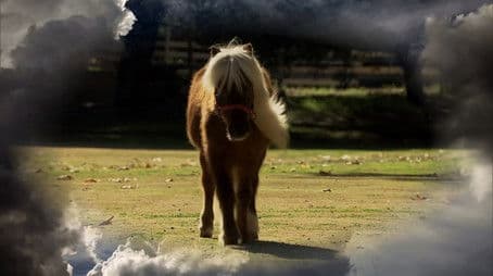 Li'l Sebastian