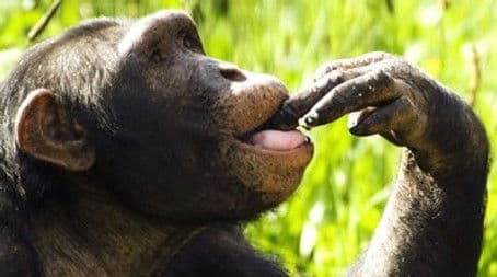 The Chimpcam Project