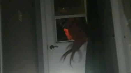 Mimic defense instructional tape