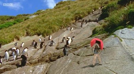New Zealand Penguins