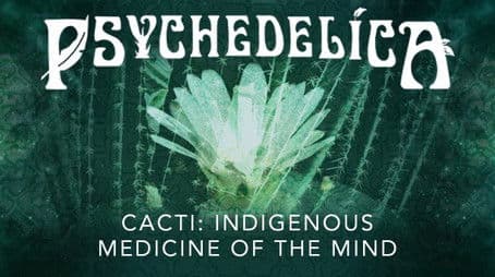 Cacti: Indigenous Medicine of the Mind