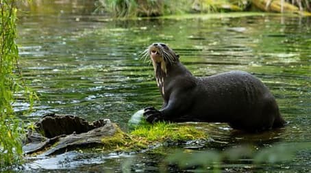 Baboon and Giant Otter