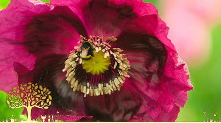 Winter Specials: Episode 1