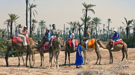 How Do They Find Flamingo Roadkill?