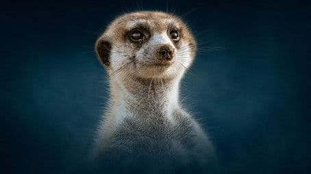 Meerkat: A Dynasties Special
