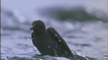 Fishing for a Living