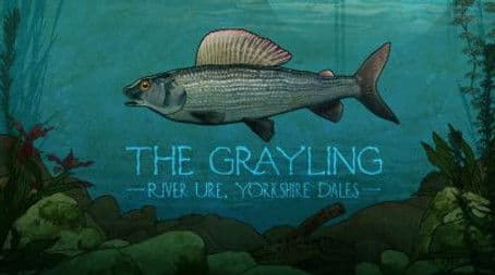 The Grayling: River Ure, Yorkshire Dales