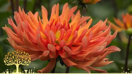 Winter Specials 2022/23: Episode 2