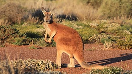 Desert of the Red Kangaroo