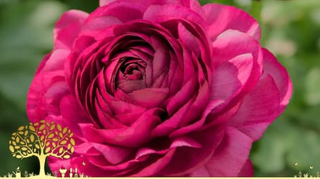 Winter Specials 2022/23: Episode 1