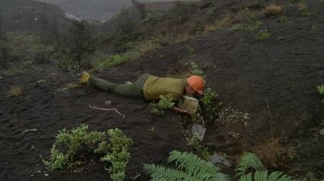 A Hawaiian Nightmare