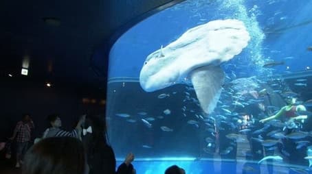 In Front of a Giant Manbow