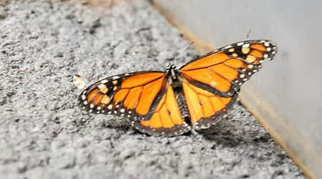 Wildebeest and Monarch Butterfly