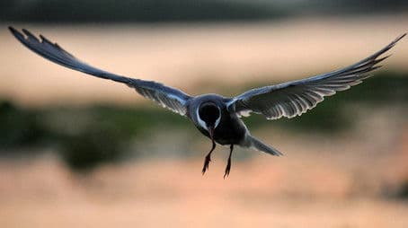 From the Black Forest to the Black Sea