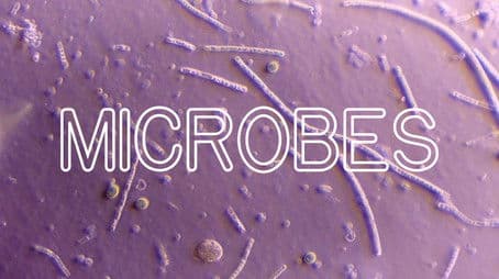 How Microbes Rule Your World