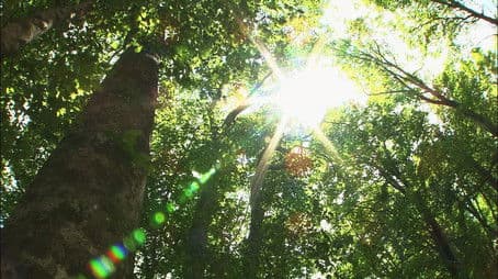 The Beech Forest of Oshima Peninsula
